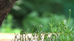 Ирландский мох или мшанка.Что это такое ? Посадка .Irish moss