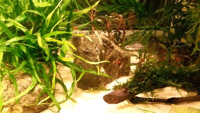 ? Креветочник 20л с Сакурой Чемпион и сомиками пигмеями смотреть онлайн