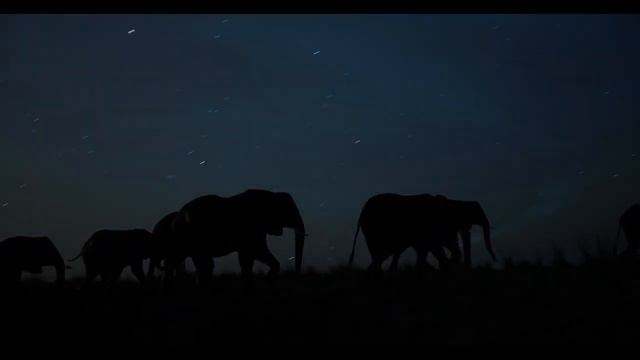 Футаж Слон смотреть онлайн