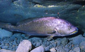 Светлый горбыль (часть 1)