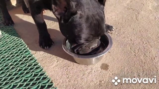 Французский бульдог Бакс устал и пьет водичку смотреть онлайн