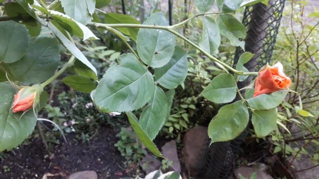 OGRÓD KWIATOWY. Róże parkowe w ogrodzie. cz. 1z5 / wiejskomiejski.pl