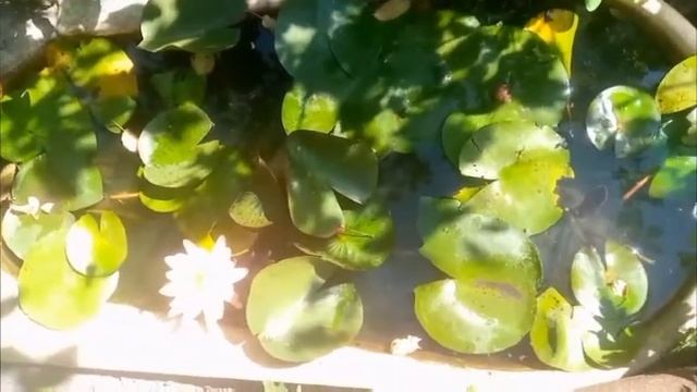 #лилия #lily #цветы водяная лилия нимфея цветет water lily nymphea blooms смотреть онлайн