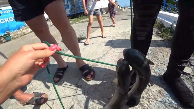 БОЛЬШАЯ АНАПА СУККО БОЛЬШОЙ УТРИШ РЫБАЧИМ И КУПАЕМСЯ В ЗАПОВЕДНИКЕ смотреть онлайн