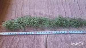 Тилландсия атмосферная уснеевидная. 05.12.2023.