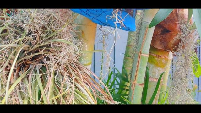 LA TILLANDSIA DEL AIRE O CLAVEL DEL AIRE. GUIA PARA SU CULTIVO. смотреть онлайн