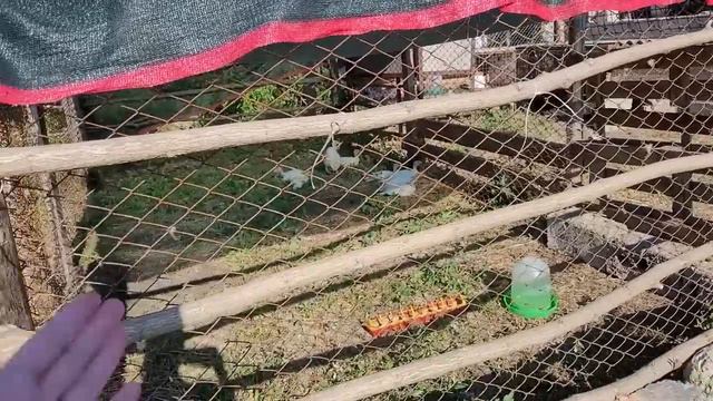 Наша жизнь в селе \ Думали будет сложнее \ Осеменили Марту \ Увезли улья смотреть онлайн