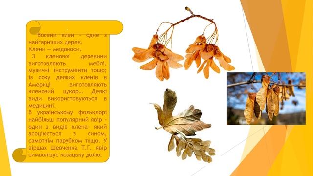 1 6 Поробки із насіння клена смотреть онлайн