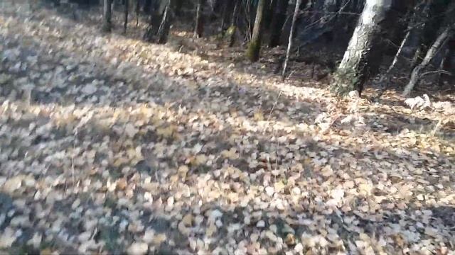 Учимся собирать грибы смотреть онлайн