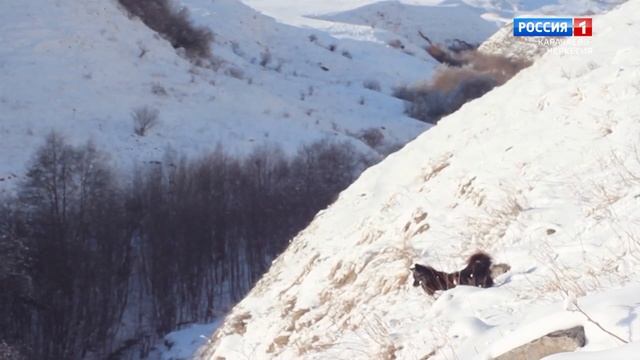 "Охота на рыбалку. Охота на волков" смотреть онлайн