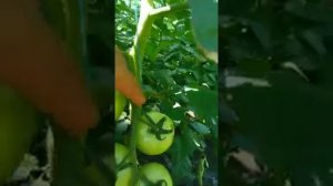 Обзор томата Пинк Хит F1.