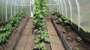 Как собрать поликарбонатную теплицу вдвоём