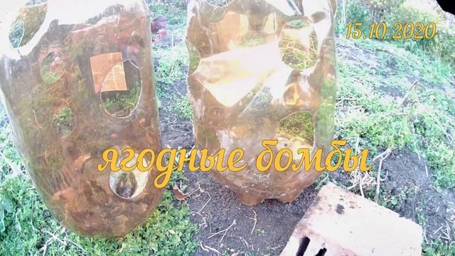 Разумное земледелие в помещении под LED светом ВИДЕО 3. Ягодные Бомбы и Бабушкин Секрет