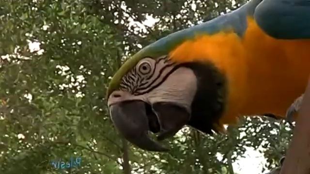 Fiona Callaghan travels to Prigen, East Java - Indonesia смотреть онлайн