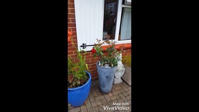 30. ШИКАРНЫЕ ЦВЕТЫ В АНГЛИЙСКОМ САДУ. У МАМУЛИ. смотреть онлайн