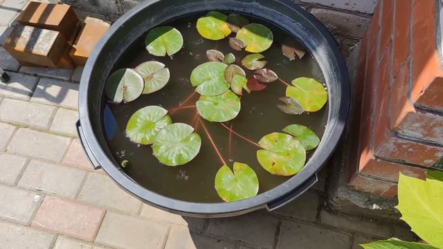 Мой дворик в начале лета.