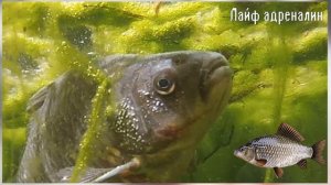 Как ловить карася с лодки? Секреты и хитрости ловли карася с лодки!