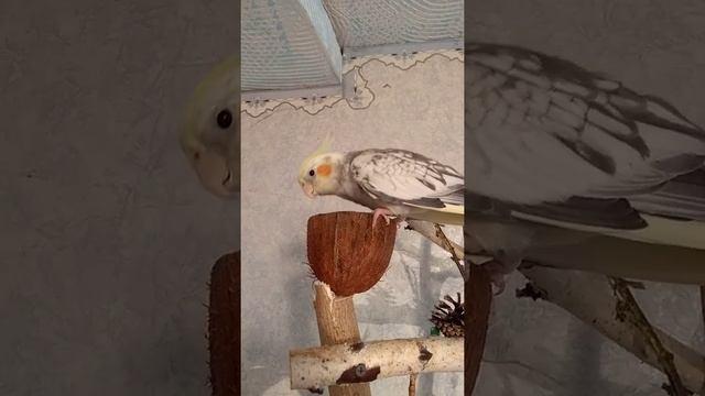 Самец кореллы стучит клювом смотреть онлайн