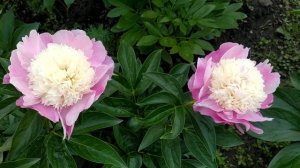 Пион She's my star.