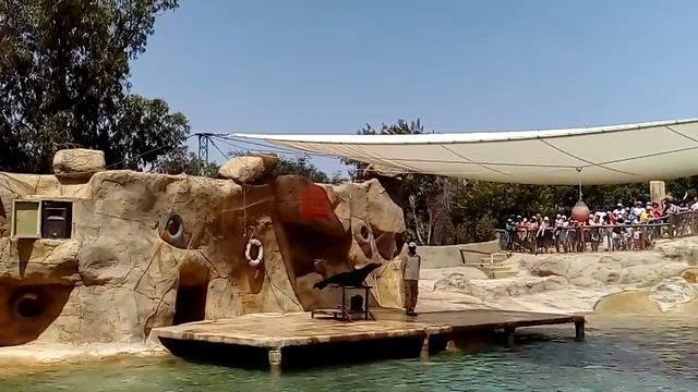 Зоопарк милый тюлень смотреть онлайн