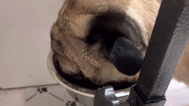 Собака ест мясо🥩МУКБАНГ от мопса🐶АСМР смотреть онлайн