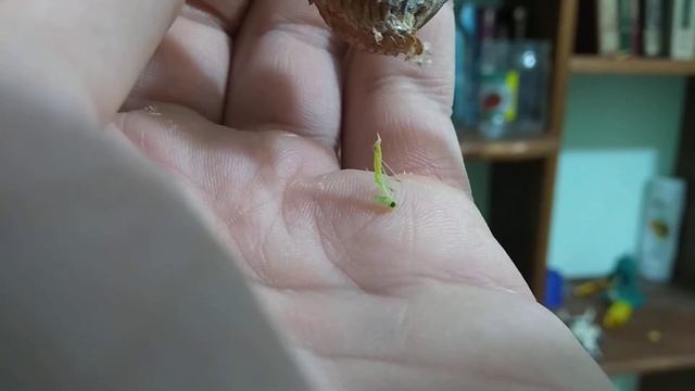 Новорожденный богомол )