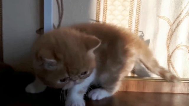 экзотический короткошерстный красный мраморный биколорный мальчик смотреть онлайн