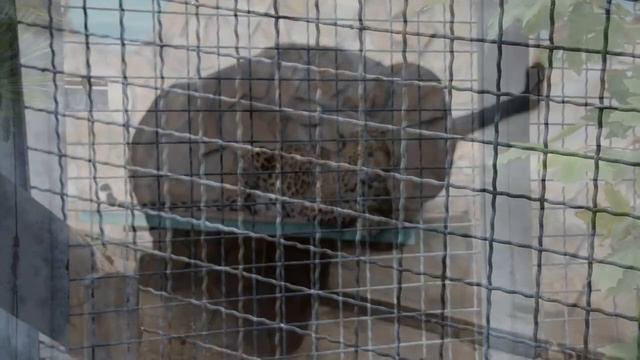 Леопарды в Тайгане! Leopards in Taigan! смотреть онлайн