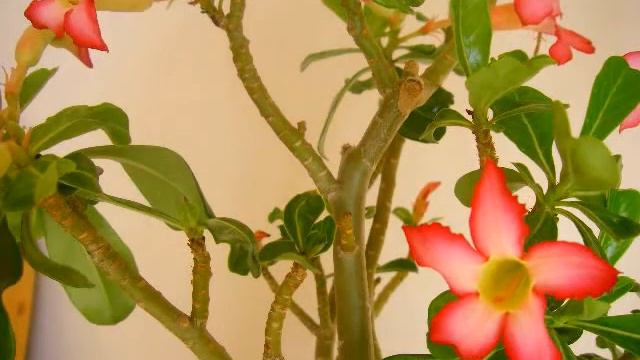 Адениум смотреть онлайн