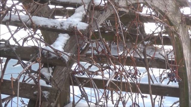 Свиристели и просто коллаж. 23 февраля. Канада. смотреть онлайн