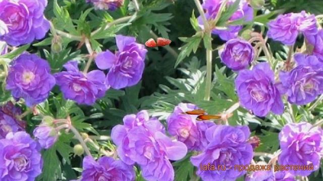 Герань гималайская Пленум (geranium x hibridum starman) ? обзор: как сажать, саженцы герани Пленум смотреть онлайн