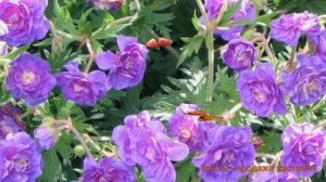 Герань гималайская Пленум (geranium x hibridum starman) ? обзор: как сажать, саженцы герани Пленум