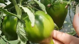 Сорт томата "Линнея сердце" созрел.