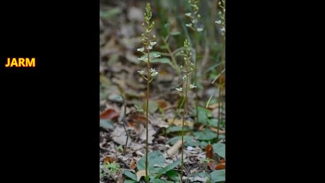 Orquídeas del género ponthieva. Multilingual subtitles смотреть онлайн