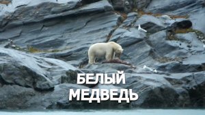 Белый медведь! Шпицберген
