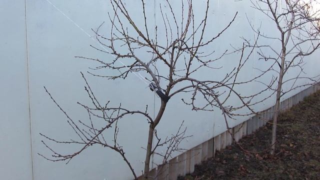 Персики на 1 декабря. Воронежская область. смотреть онлайн