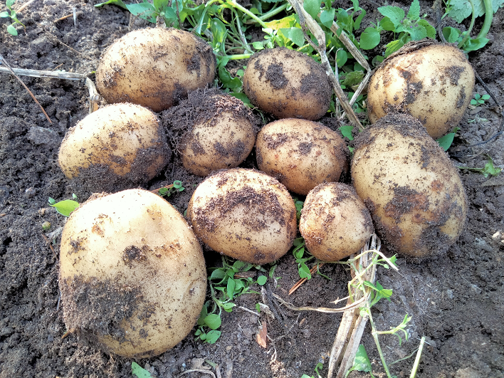 ЗНАТНЫЙ УРОЖАЙ КАРТОШКИ 2023 года смотреть онлайн