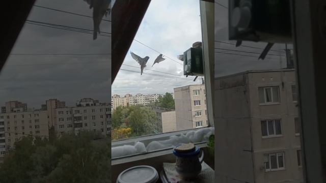 Кормушка для воробьëв. Ажиотаж! Они дождались открытия столовой! 20.09.22. #воробей #кормушка #птиц смотреть онлайн