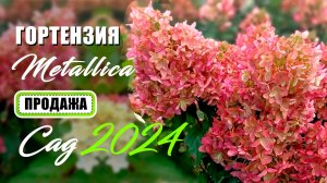 Гортензия метельчатая Металлика (Metallica). Продажа саженцев