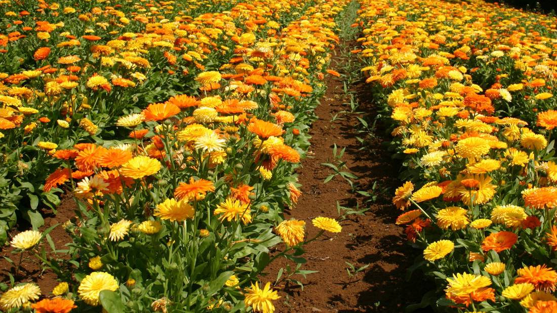 Посейте эти цветы осенью, чтобы защитить ПОЧВУ от болезней, не используя химикаты.