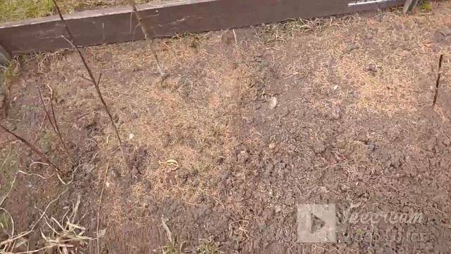 Проводим ревизию молодых саженцев весной 21 апр 2023г. смотреть онлайн