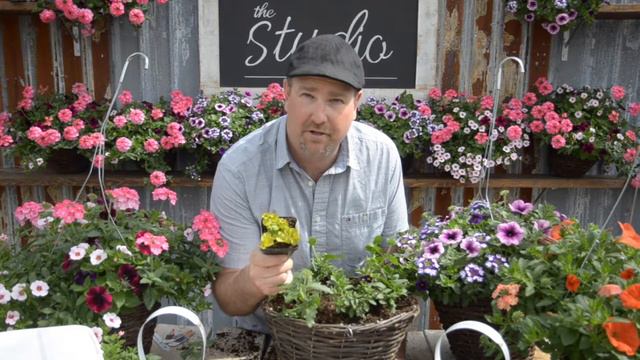 Easy DIY Hanging Baskets You Can Do Yourself 🌸 || West Coast Gardens смотреть онлайн