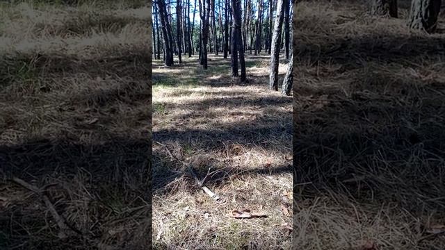 Сила чисел. Даты рождения. смотреть онлайн