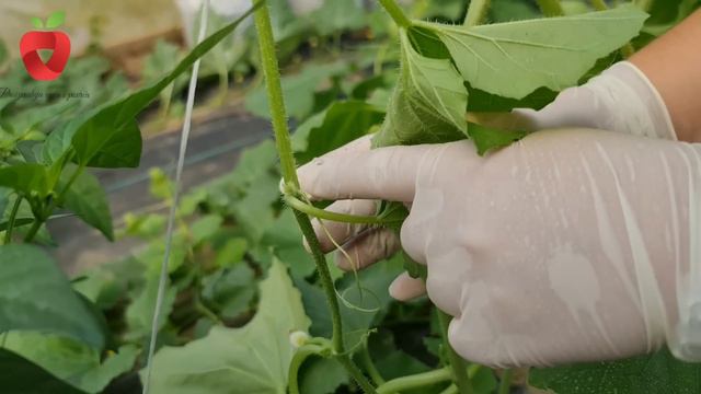 Orezivanjem loze dinje do krupnih plodova - pogledajte kako se radi смотреть онлайн
