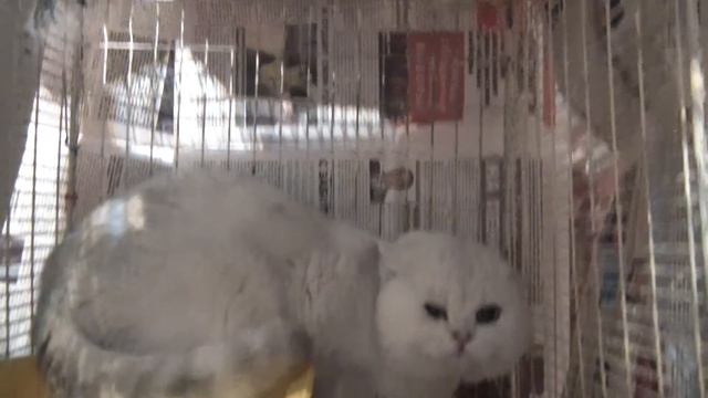 шипящий кот смотреть онлайн