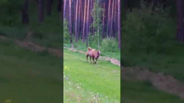 Верблюд на прогулке Новосибирская трасса 30.05.2017 смотреть онлайн