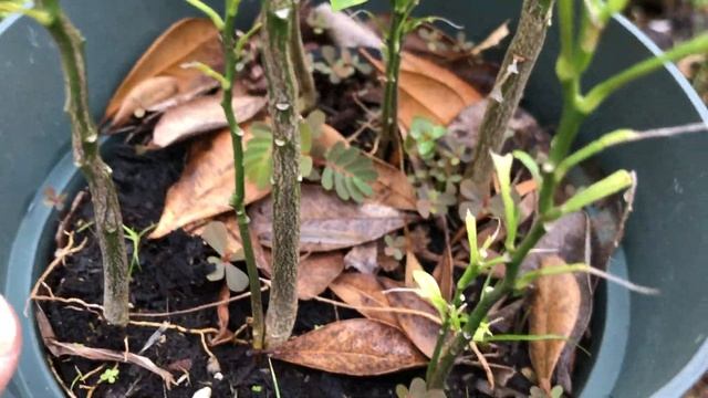 Growing CALAMANSI = CALAMONDIN (seed-small Tree)