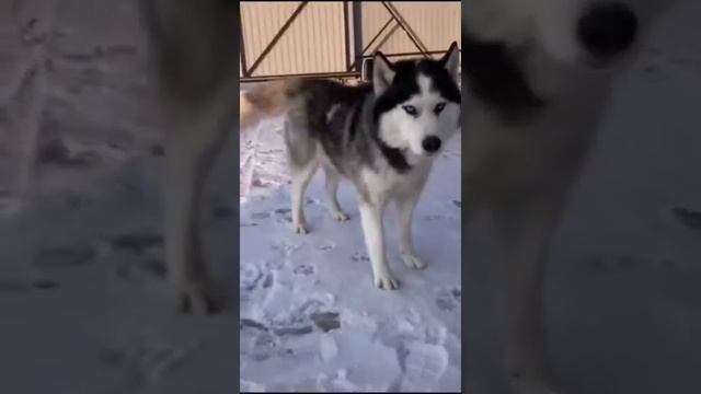 доберман,овчарка,шарпей,хаски.....и так далее смотреть онлайн