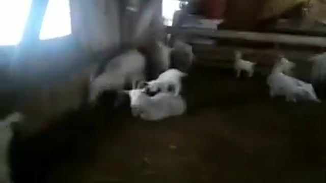 Детский сад в козьей ферме смотреть онлайн
