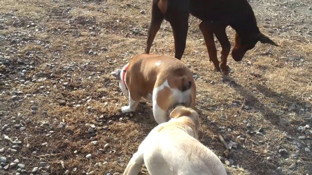Bulldog englez, labrador doberman jucanduse смотреть онлайн